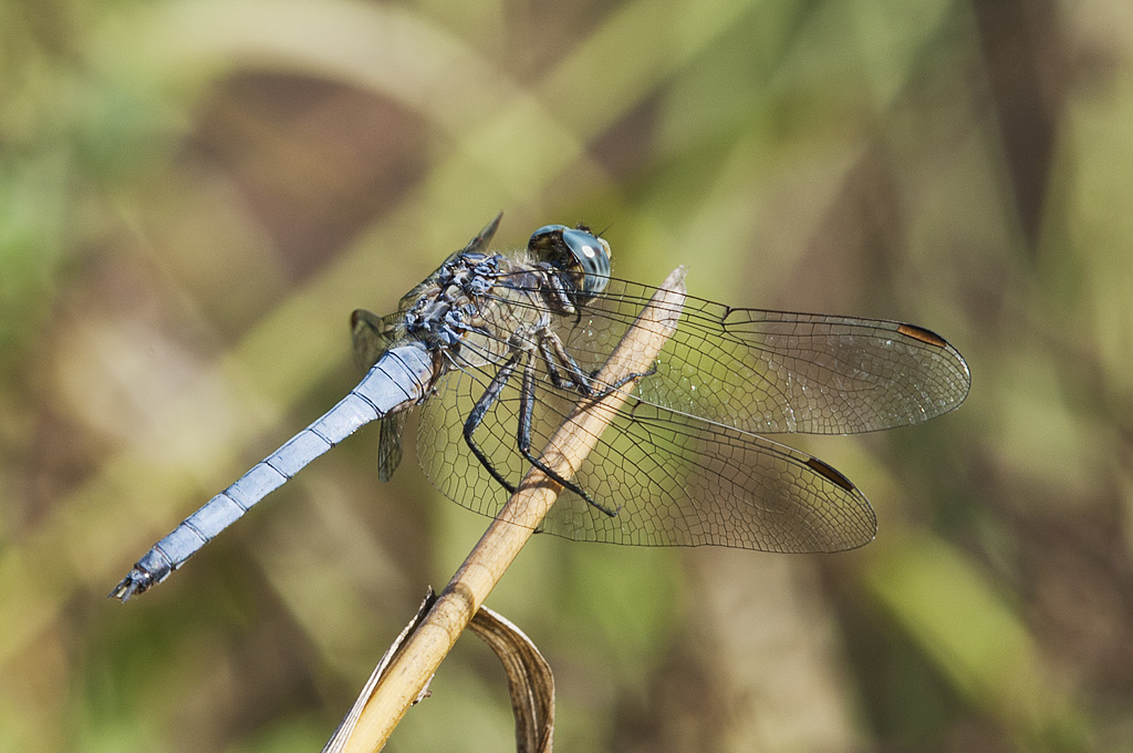 Orthetrum nitidinerve? - No, Orthetrum coerulescens